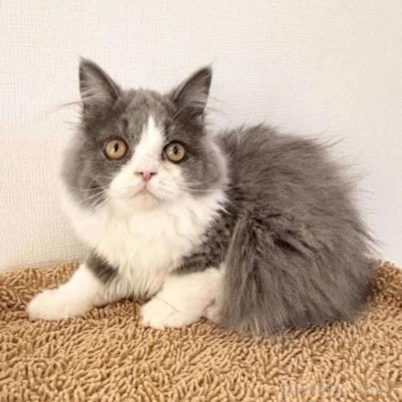 販売中の静岡県のブリティッシュロングヘア-135753の2枚目