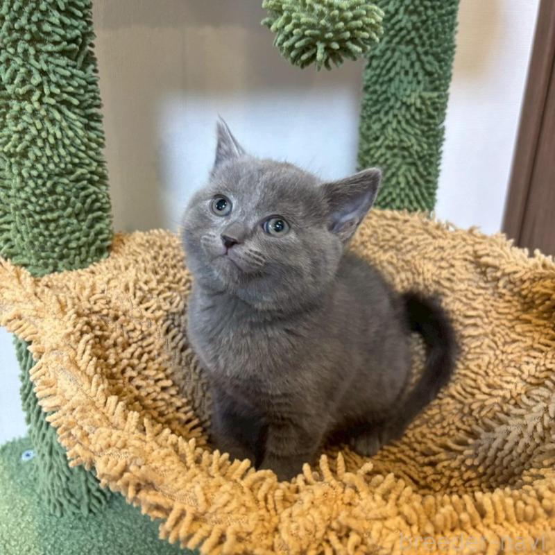 販売中の静岡県のシャルトリュー-135754の6枚目