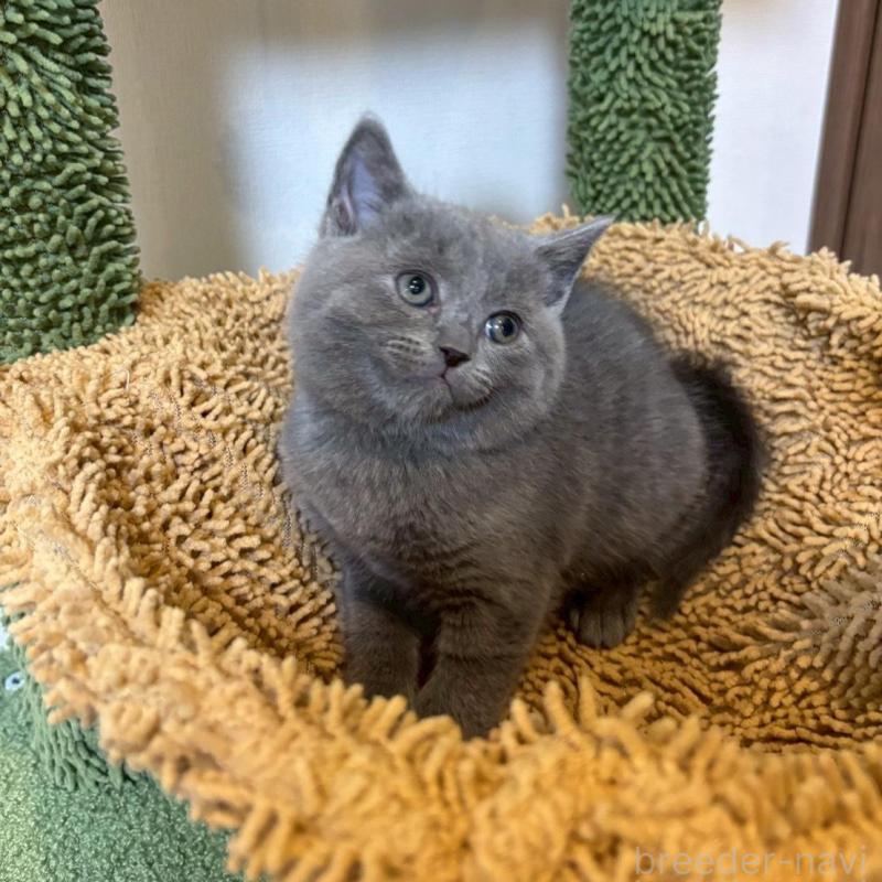 販売中の静岡県のシャルトリュー-135754の5枚目