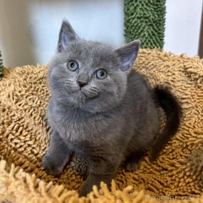 販売中の静岡県のシャルトリュー-135754