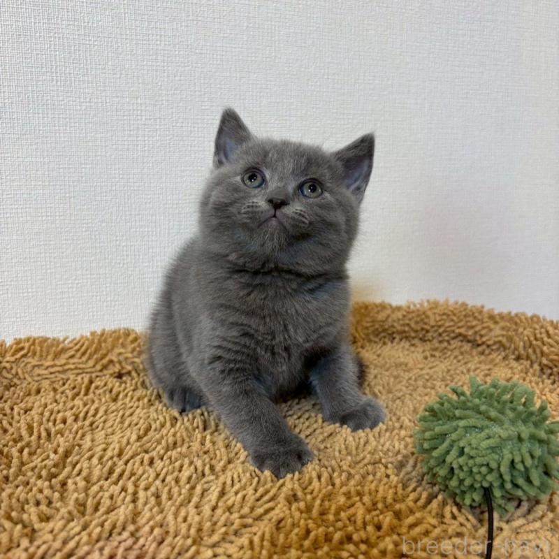 販売中の静岡県のシャルトリュー-135754の4枚目