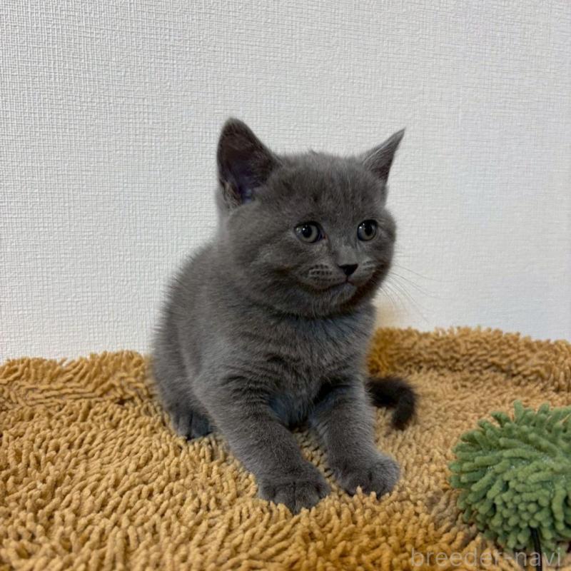 販売中の静岡県のシャルトリュー-135754の3枚目