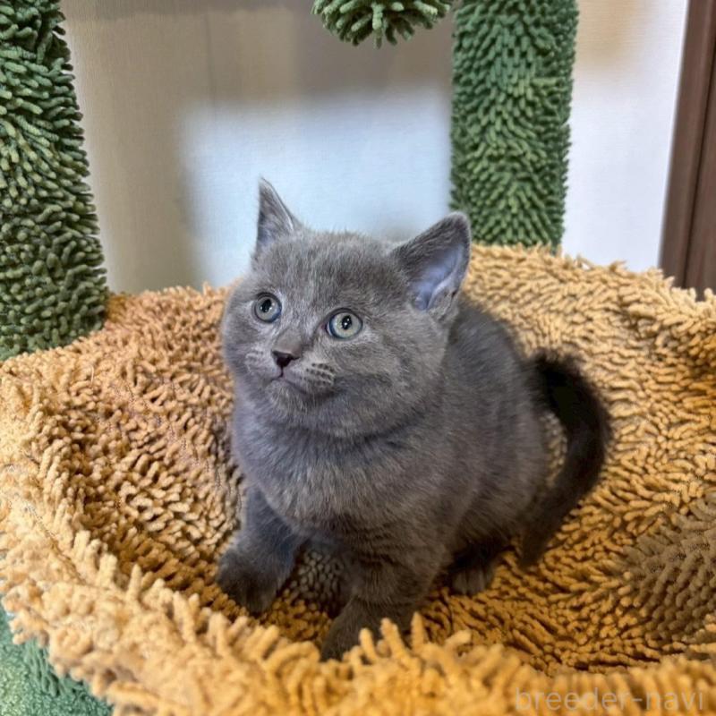 販売中の静岡県のシャルトリュー-135754の2枚目