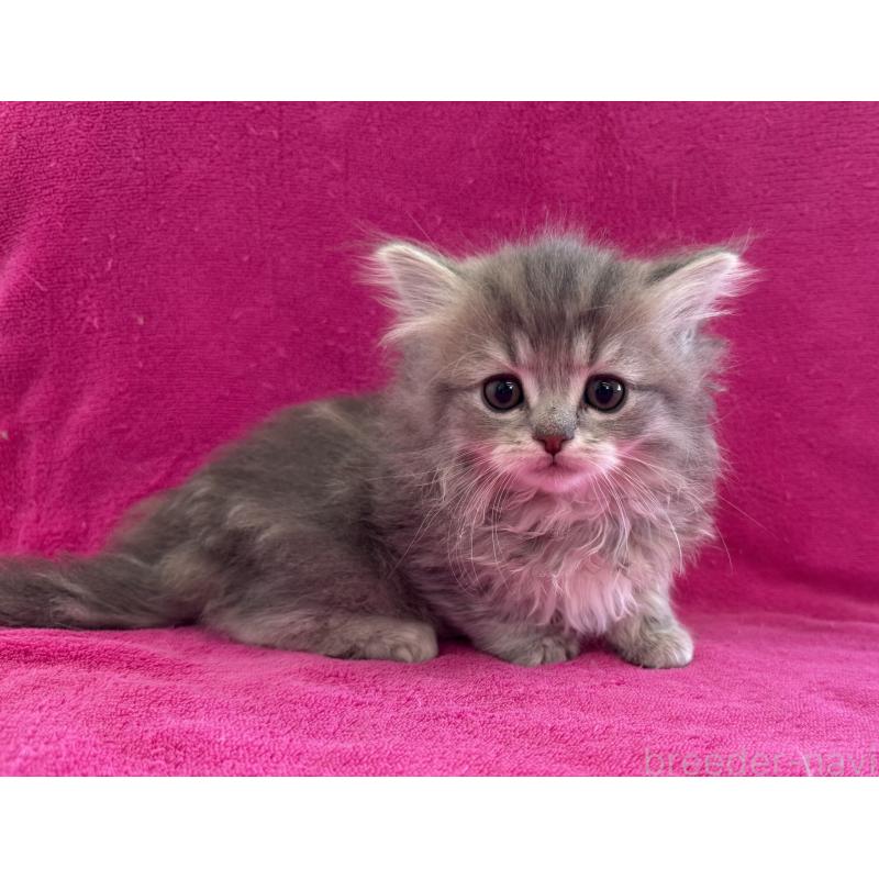 販売中の愛知県のミヌエット-134908