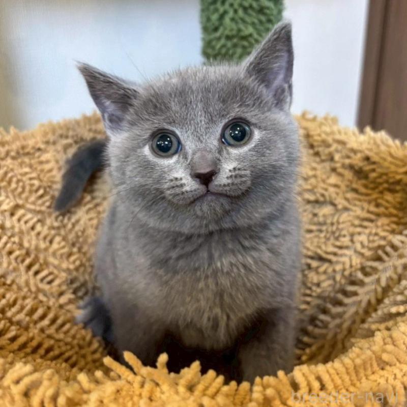 販売中の静岡県のシャルトリュー-135756