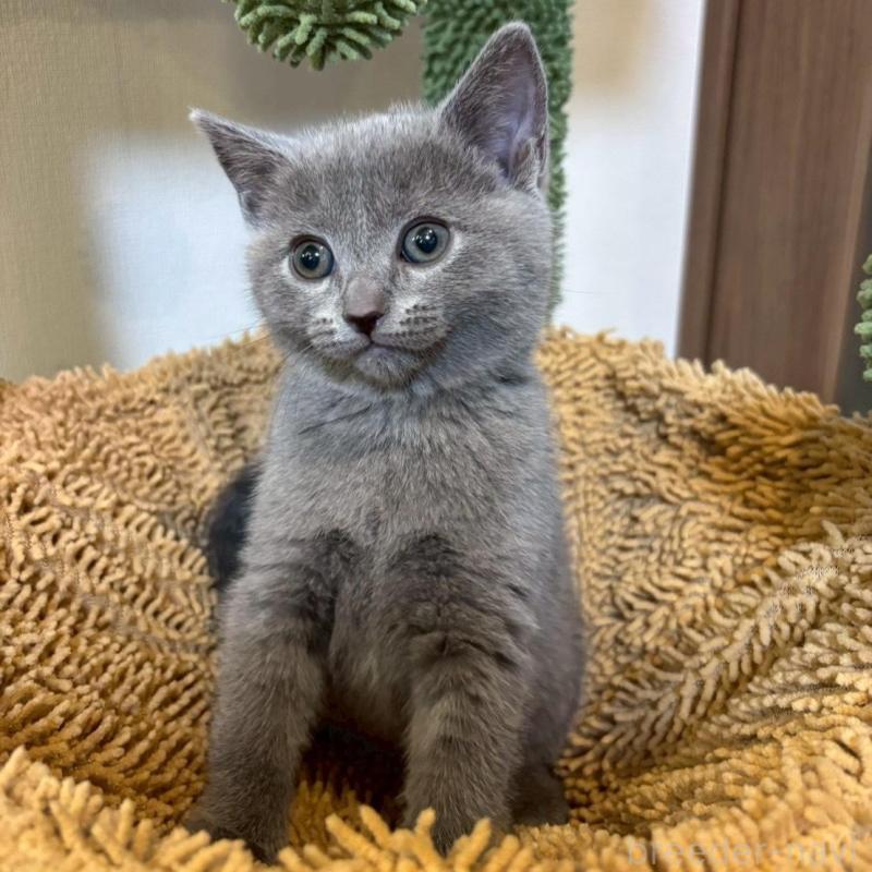 販売中の静岡県のシャルトリュー-135756の6枚目