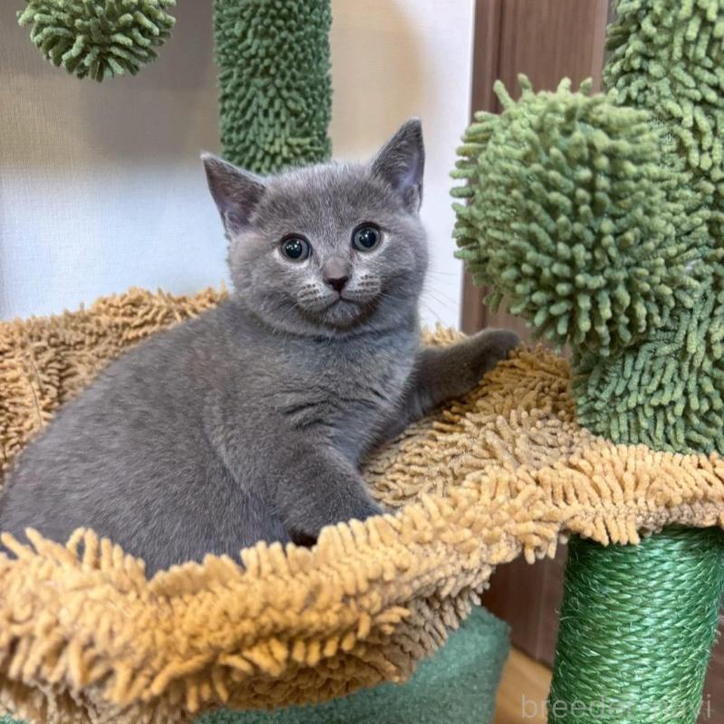 販売中の静岡県のシャルトリュー-135756の5枚目