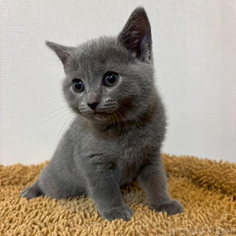 販売中の静岡県のシャルトリュー-135756の4枚目