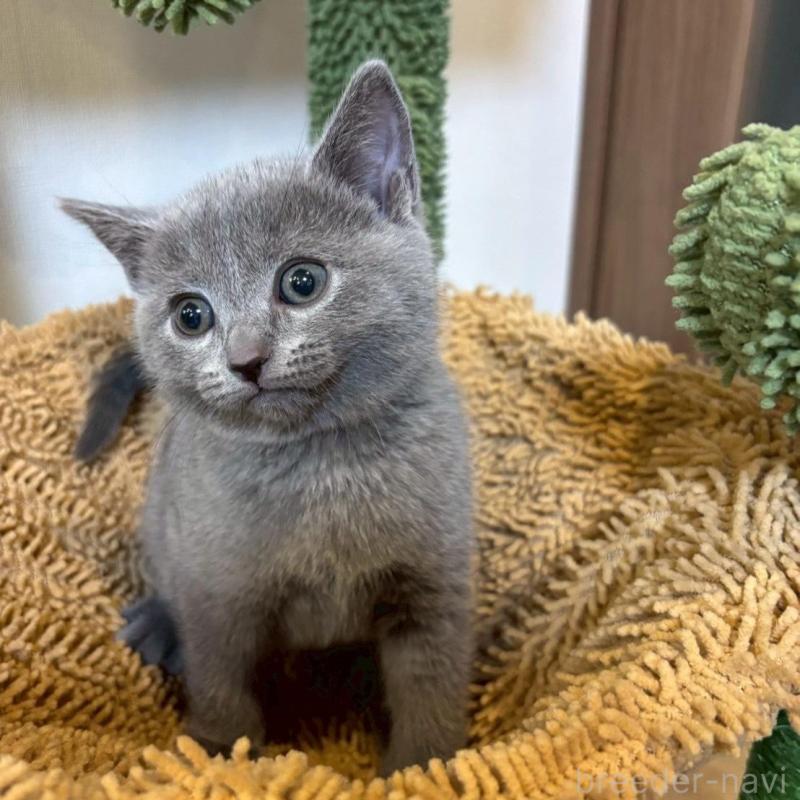 販売中の静岡県のシャルトリュー-135756の3枚目