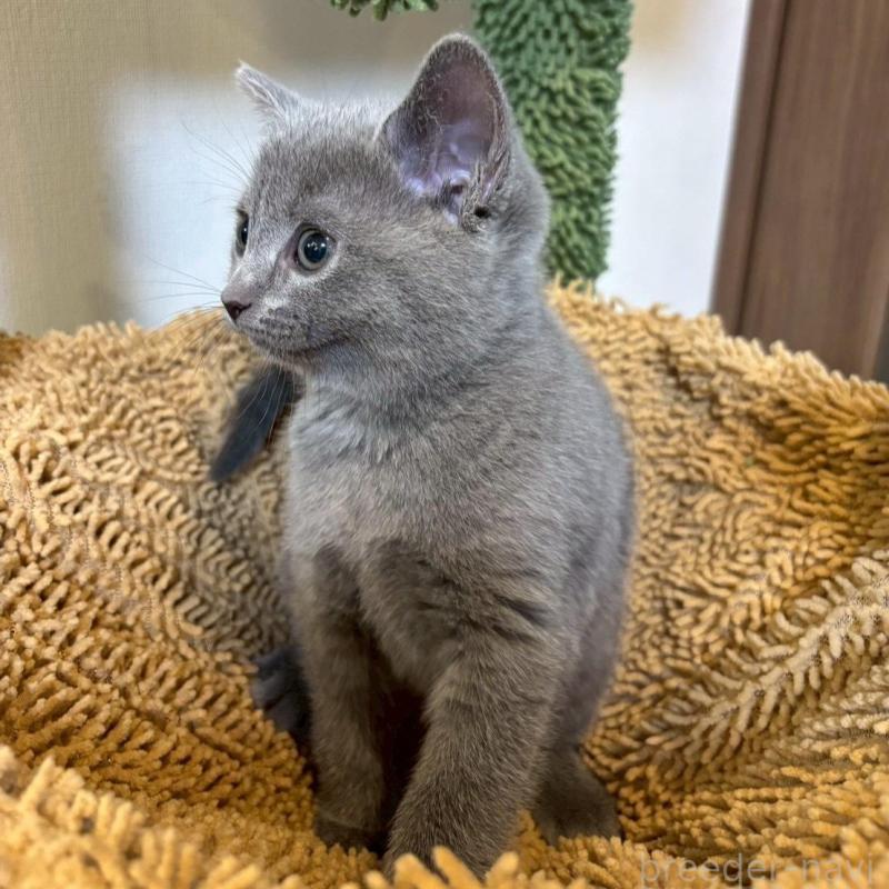 販売中の静岡県のシャルトリュー-135756の2枚目