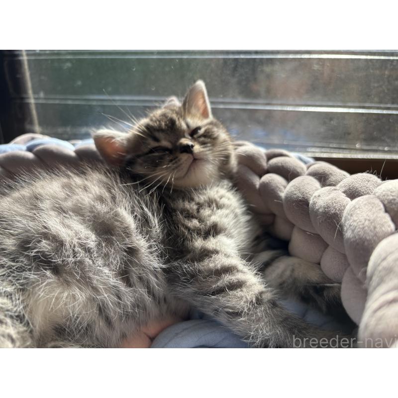 販売中の千葉県のスコティッシュフォールド-134881の2枚目