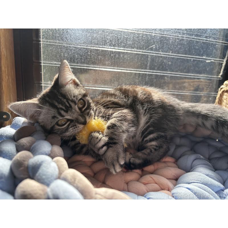 成約済の千葉県のアメリカンショートヘア-132859の2枚目