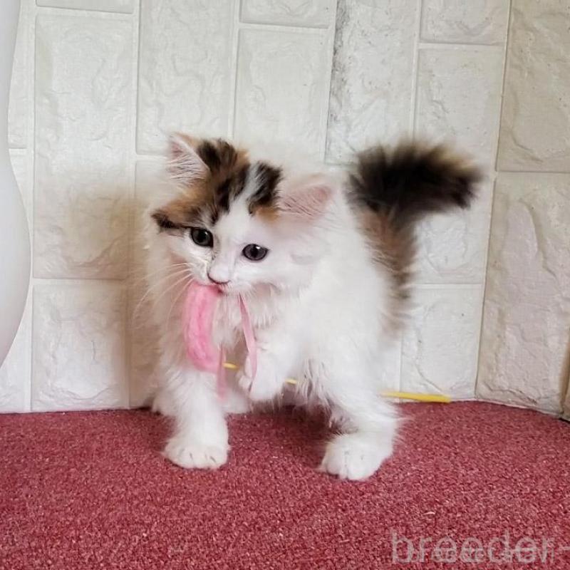 販売中の大阪府のミヌエット-135757の7枚目