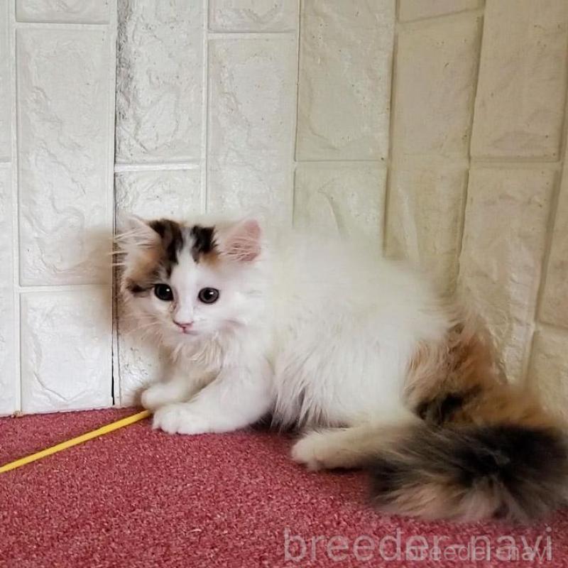 販売中の大阪府のミヌエット-135757の6枚目