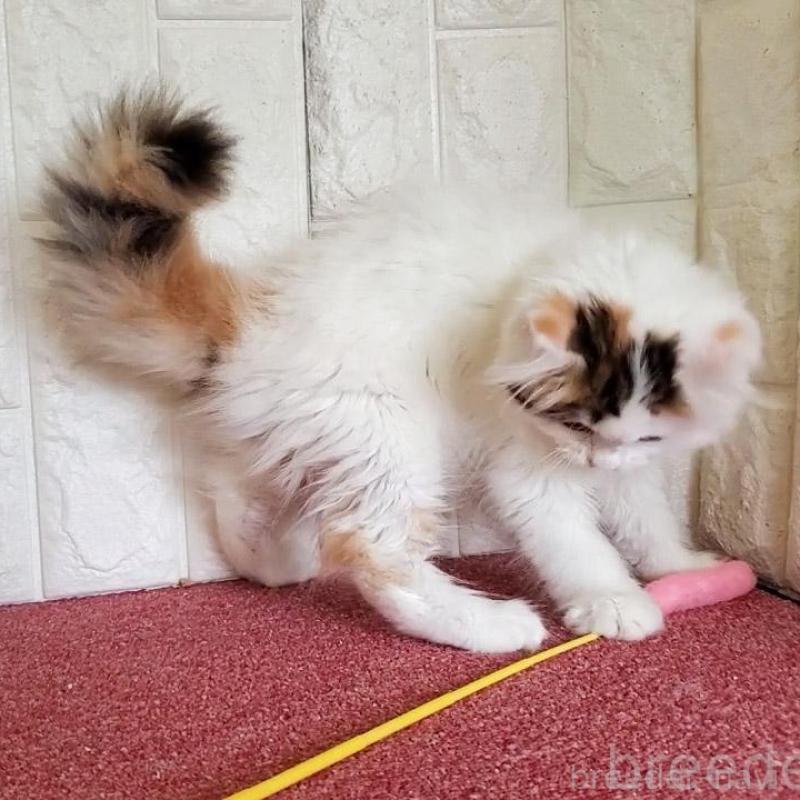 販売中の大阪府のミヌエット-135757の4枚目