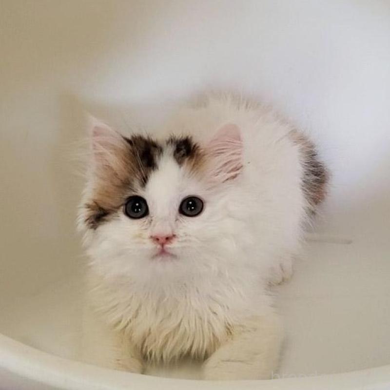 販売中の大阪府のミヌエット-135757の3枚目