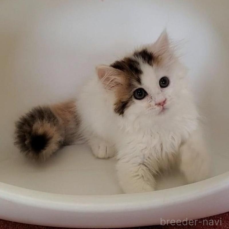 販売中の大阪府のミヌエット-135757の2枚目