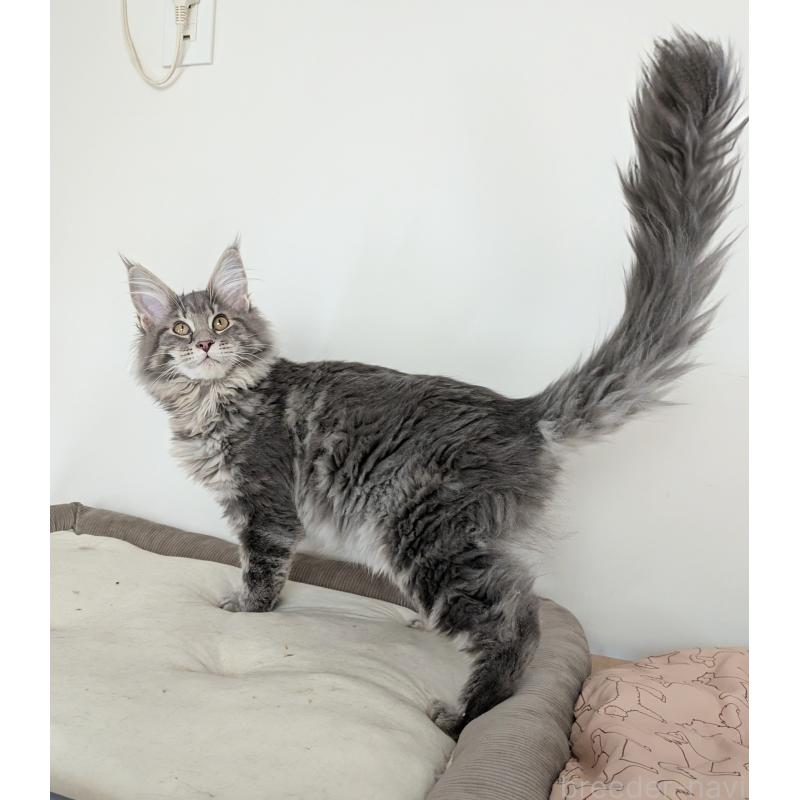 販売中の埼玉県のメインクーン-135759の4枚目