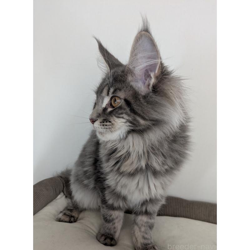 販売中の埼玉県のメインクーン-135759の3枚目