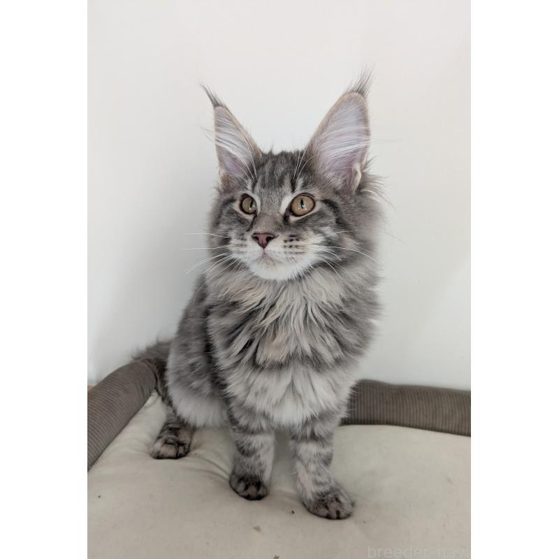 販売中の埼玉県のメインクーン-135759の2枚目