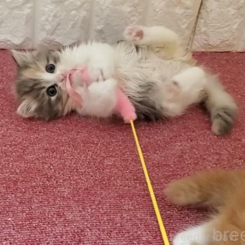 販売中の大阪府のミヌエット-135758の8枚目