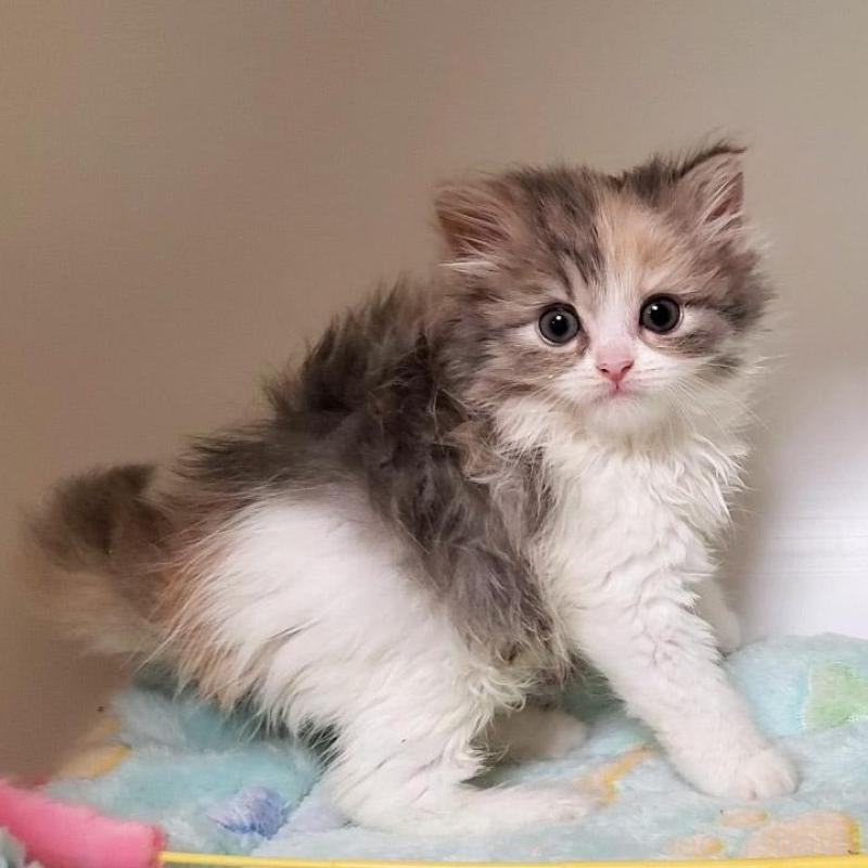 販売中の大阪府のミヌエット-135758の7枚目