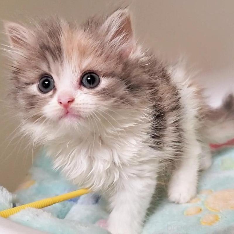 販売中の大阪府のミヌエット-135758の5枚目