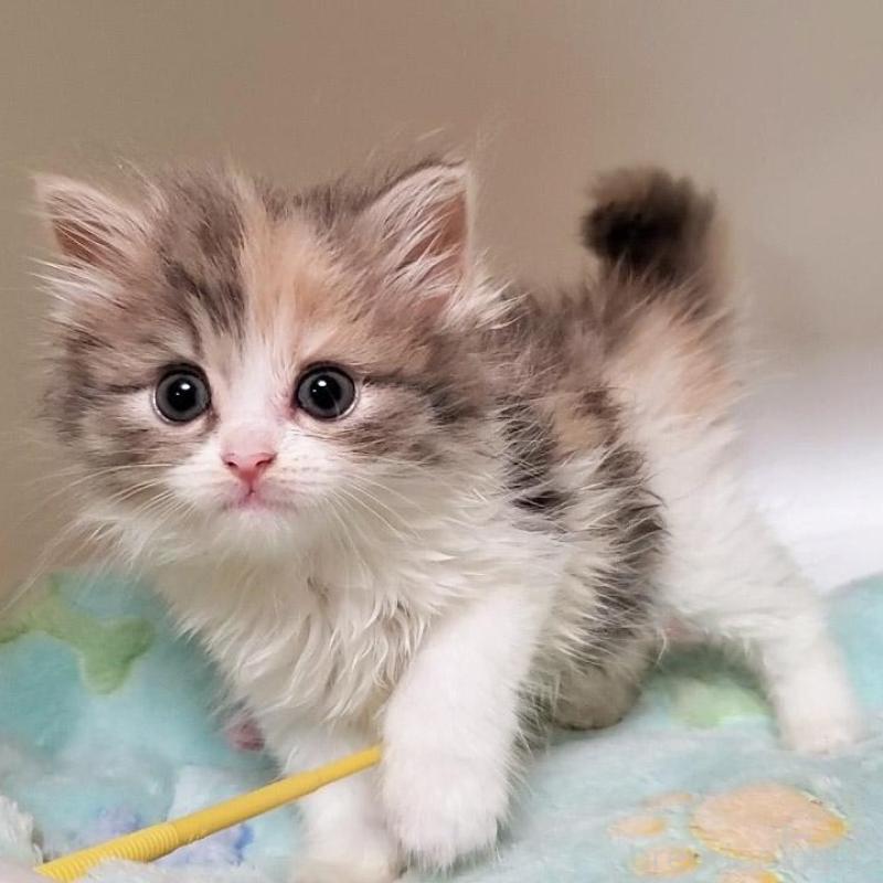 販売中の大阪府のミヌエット-135758の1枚目