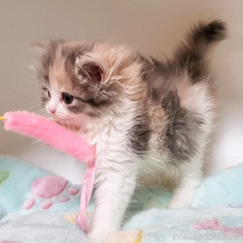 販売中の大阪府のミヌエット-135758の4枚目