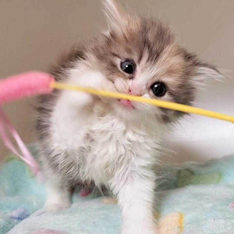 販売中の大阪府のミヌエット-135758の3枚目