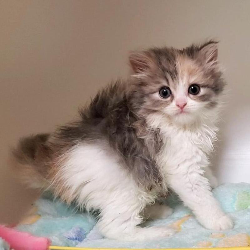 販売中の大阪府のミヌエット-135758の2枚目