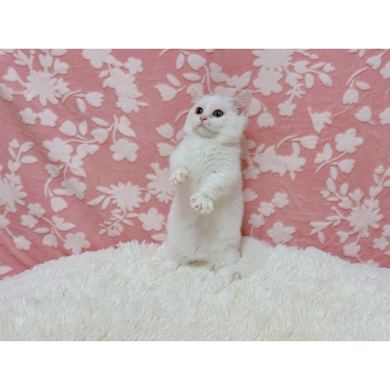 販売中の千葉県のミヌエット(短足)-129197の4枚目