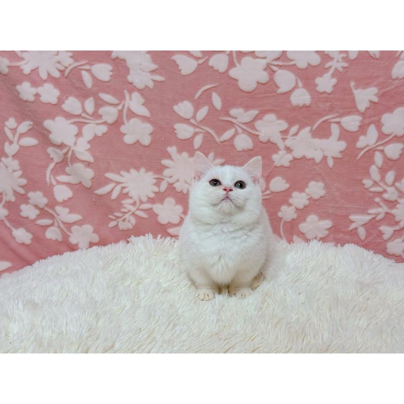 販売中の千葉県のミヌエット(短足)-129197の3枚目