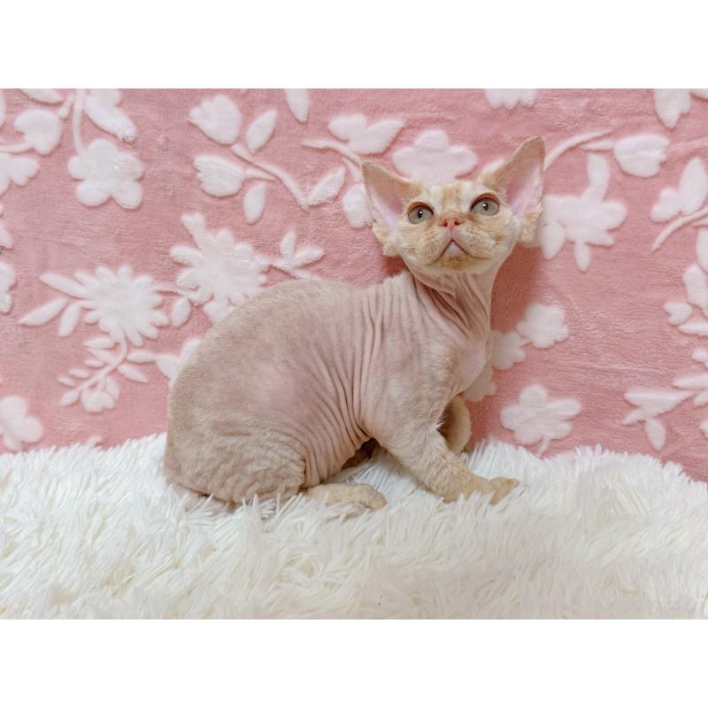 販売中の千葉県のデボンレックス-130519の5枚目