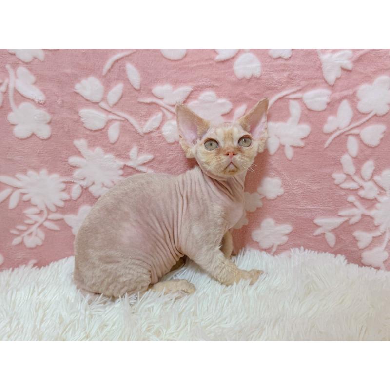 販売中の千葉県のデボンレックス-130519の4枚目