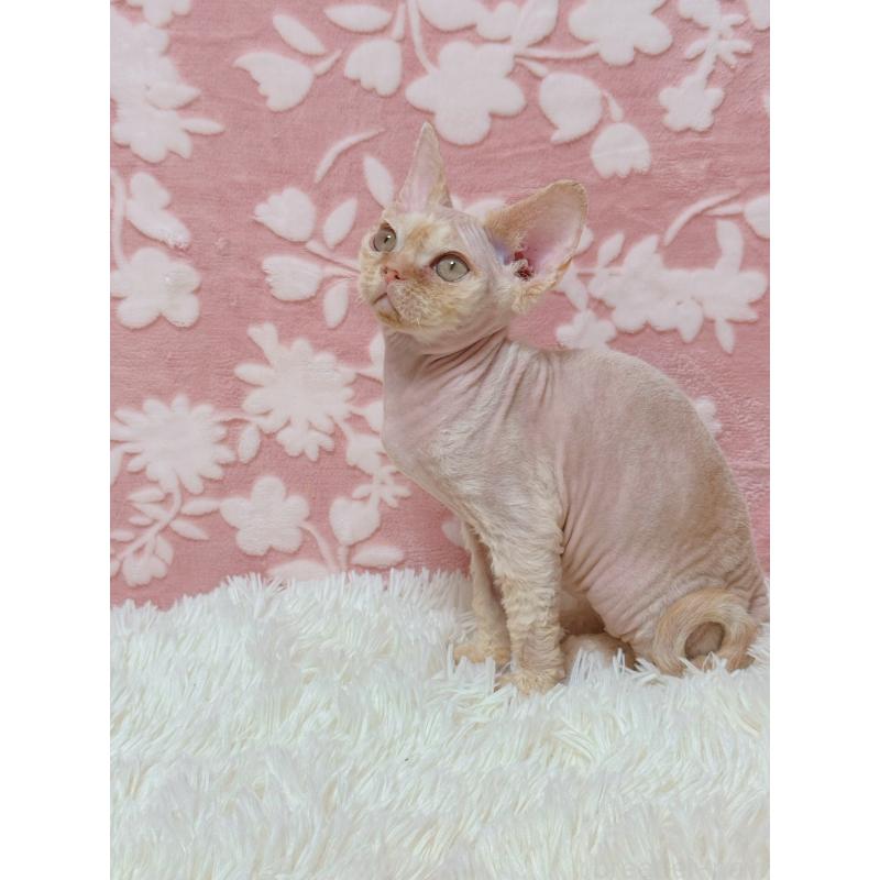 販売中の千葉県のデボンレックス-130519の2枚目