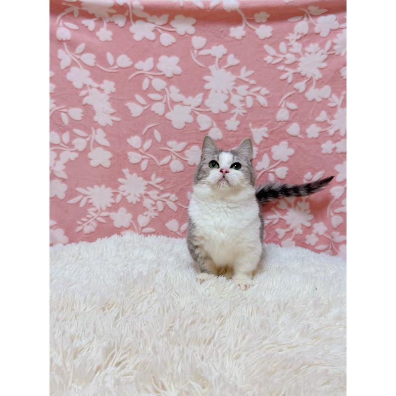 販売中の千葉県のマンチカン(短足)-135760の8枚目