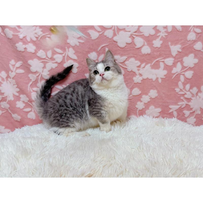 販売中の千葉県のマンチカン(短足)-135760の7枚目