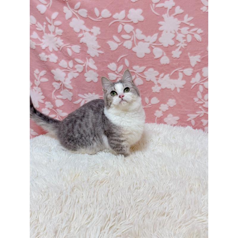 販売中の千葉県のマンチカン(短足)-135760の6枚目