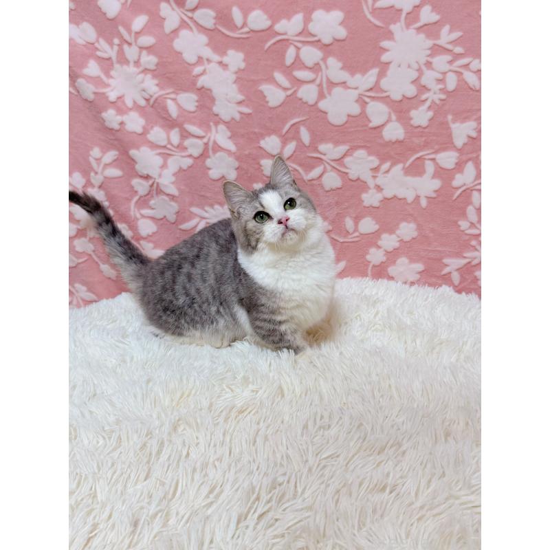 販売中の千葉県のマンチカン(短足)-135760の5枚目