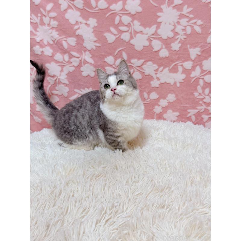 販売中の千葉県のマンチカン(短足)-135760の4枚目