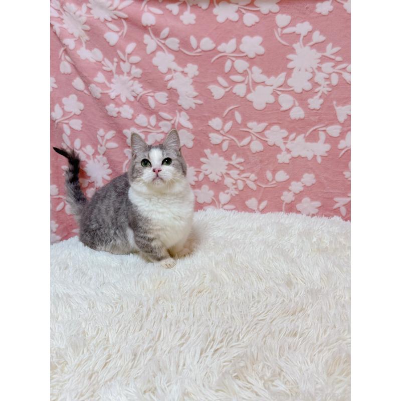 販売中の千葉県のマンチカン(短足)-135760の3枚目