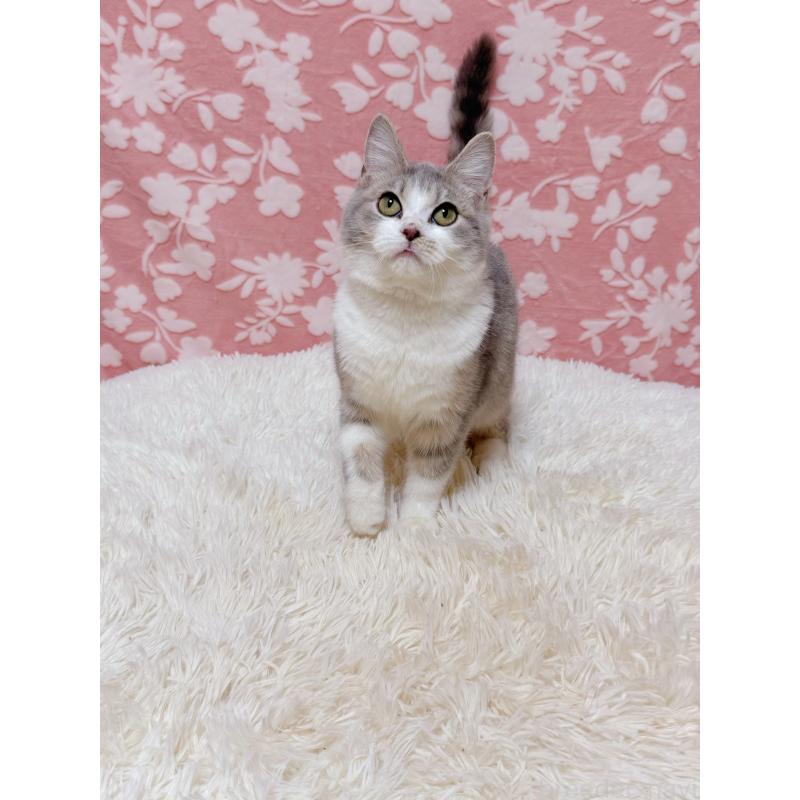 販売中の千葉県のマンチカン-135761の8枚目