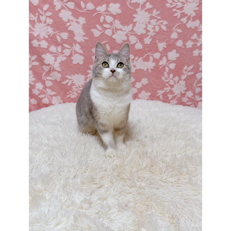 販売中の千葉県のマンチカン-135761の7枚目