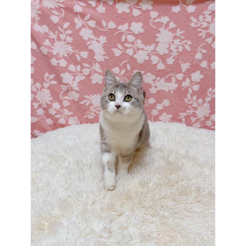 販売中の千葉県のマンチカン-135761の5枚目