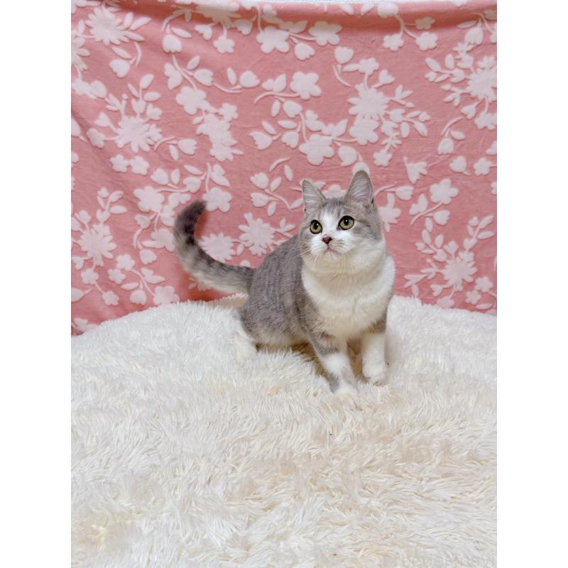 販売中の千葉県のマンチカン-135761の4枚目