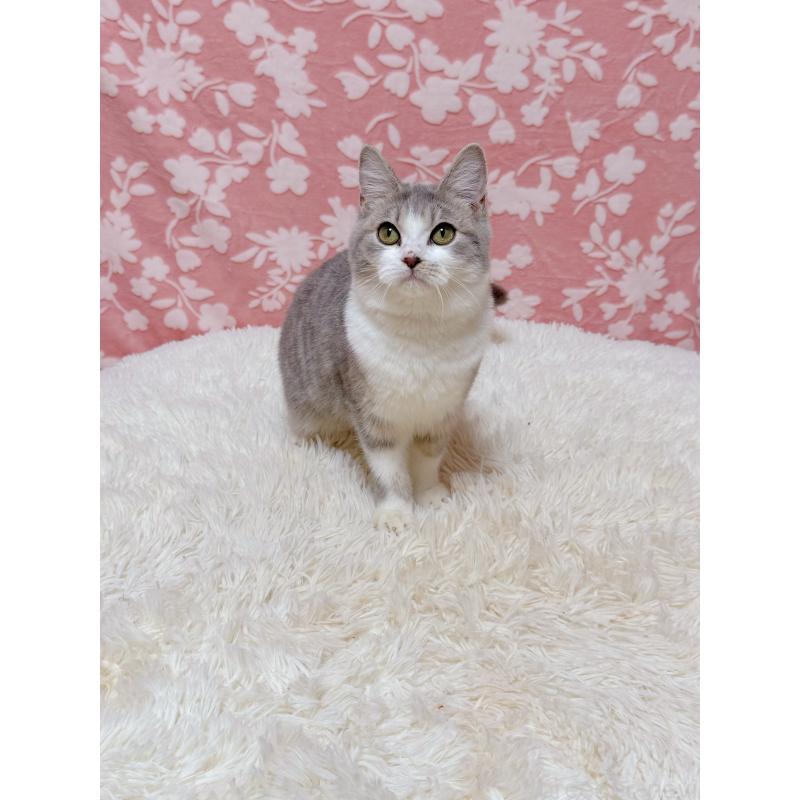 販売中の千葉県のマンチカン-135761の3枚目