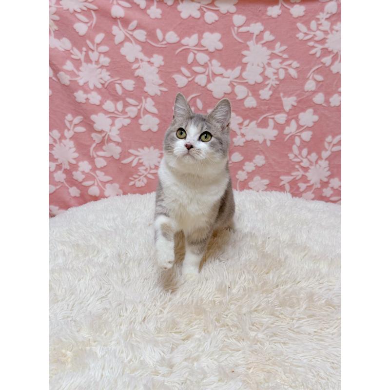 販売中の千葉県のマンチカン-135761の2枚目