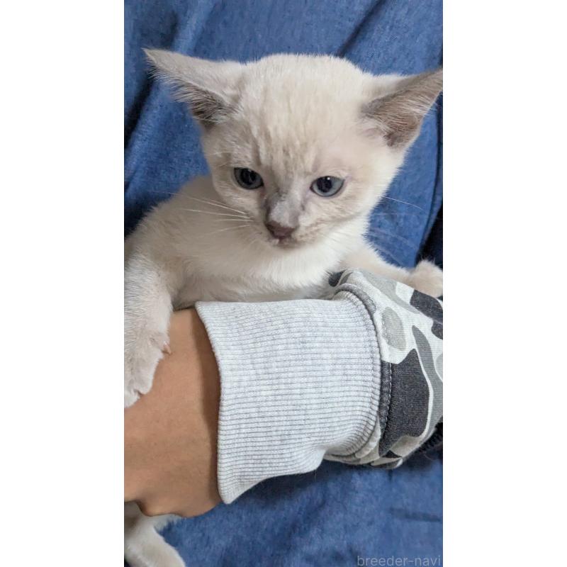 販売中の滋賀県のトンキニーズ-135762の1枚目