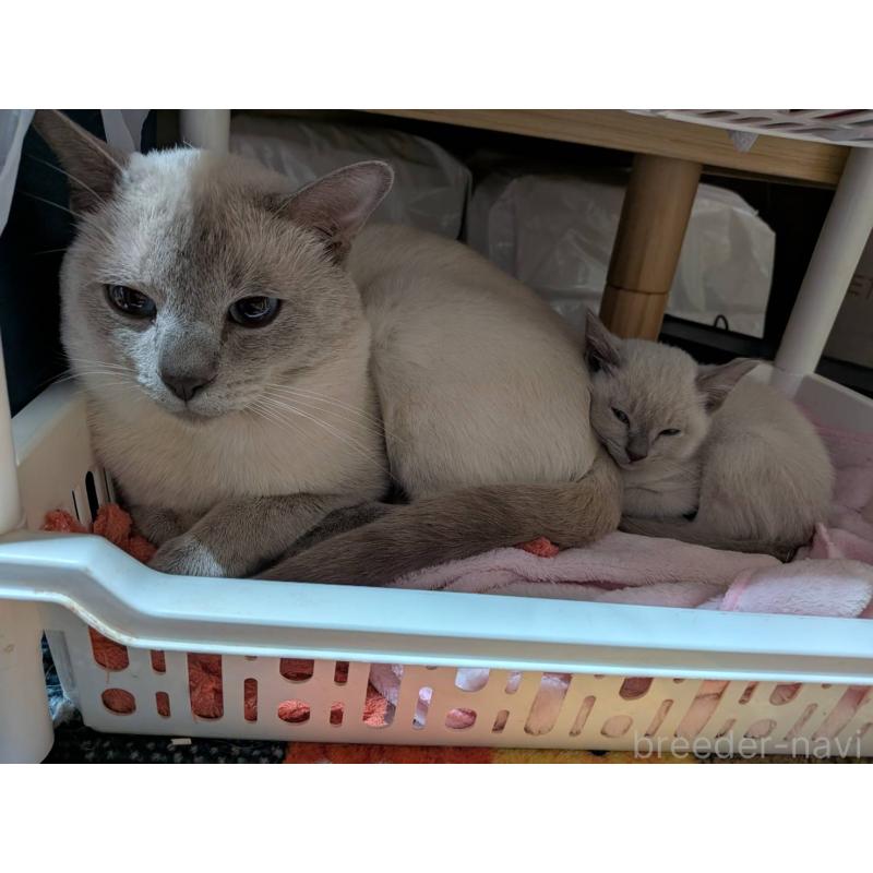 販売中の滋賀県のトンキニーズ-135762の3枚目